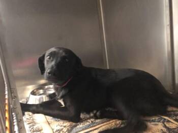Rescue Labrador Retriever and Shepherd Dogs for Adoption in Parma, Ohio - Fancy | PetCurious