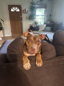 Winnie -  Staffordshire Bull Terrier Dog for Adoption in Colorado Springs, Colorado - Winnie | PetCurious