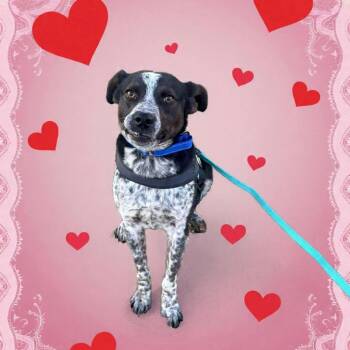 Mixed Breed Dogs Available for Adoption - Arrow | PetCurious