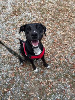 American Staffordshire Terrier and Black Labrador Retriever Dogs Available for Adoption in Darien, Georgia - June  | PetCurious
