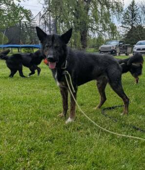 German Shepherd Dog Dogs Available for Adoption - Fowler | PetCurious