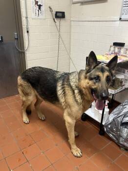German Shepherd Dog Dogs Available for Adoption - LUX | PetCurious
