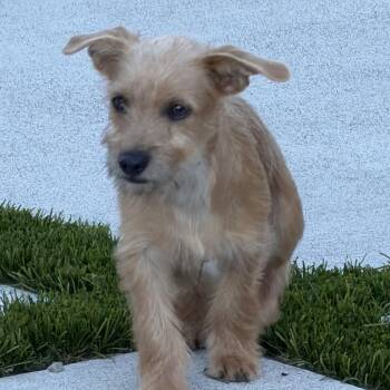 Mr. Cutie Pie Charles -  Yorkshire Terrier Dog for Adoption in Ridgefield, Washington - Mr. Cutie Pie Charles | PetCurious