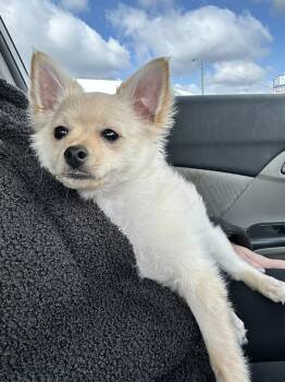 Chihuahua and Pomeranian Dogs Available for Adoption in Lima, Ohio - Tater Tot | PetCurious