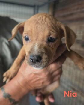 Nia -  Chocolate Labrador Retriever and Mixed Breed Dog for Adoption in Hortense, Georgia - Nia | PetCurious