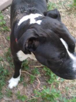 SHAZAM -  American Staffordshire Terrier Dog for Adoption in San Antonio, Texas - SHAZAM | PetCurious