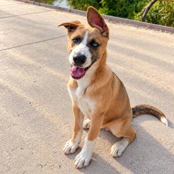 Brody -  Shepherd Dog for Adoption in Oak Point, Texas - Brody | PetCurious