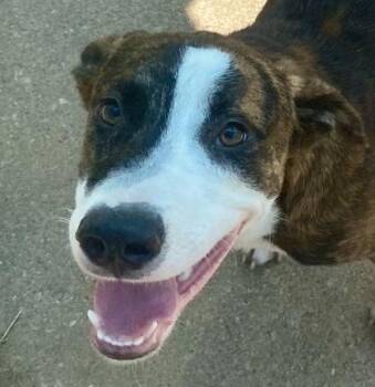 Dallas -  Pit Bull Terrier Dog for Adoption in Glasgow, Kentucky - Dallas | PetCurious