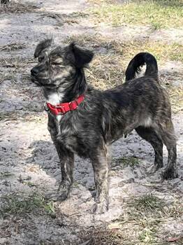 Rescue Terrier Dogs for Adoption in Bonifay, Florida - Leya Loo (Coming Soon) | PetCurious