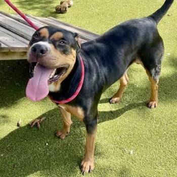 Fuji -  Rottweiler and Labrador Retriever Dog for Adoption in Austin, Texas - Fuji | PetCurious