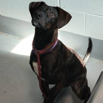 Roomba -  Mixed Breed Dog for Adoption in Aldie, Virginia - Roomba | PetCurious