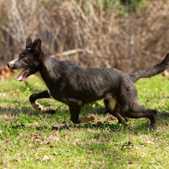 Dairy -  Retriever and Mixed Breed Dog for Adoption in Lake Jackson, Texas - Dairy | PetCurious