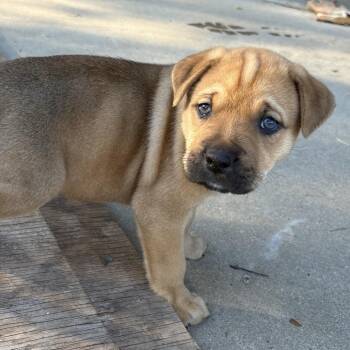 Pit Bull Terrier and Mastiff Dogs Available for Adoption - Corduroy | PetCurious