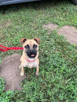 Jessica -  Chihuahua and Mixed Breed Dog for Adoption in Fort Collins, Colorado - Jessica | PetCurious