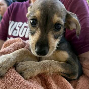 Baby Sol -  Terrier Dog for Adoption in Austin, Texas - Baby Sol | PetCurious