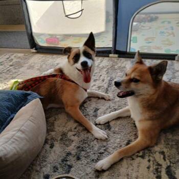 Shepherd and Mixed Breed Dogs Available for Adoption - KC | PetCurious