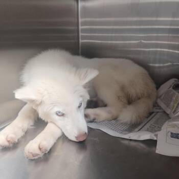 Husky Dogs Available for Adoption in Hattiesburg, Mississippi - Milkshake | PetCurious