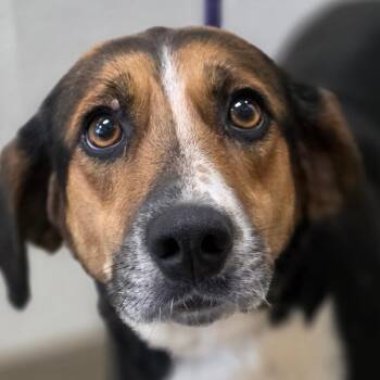 Alva -  Hound Dog for Adoption in Chatham, Virginia - Alva | PetCurious