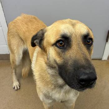 Shepherd Dogs Available for Adoption in Corpus Christi, Texas - Corbin | PetCurious