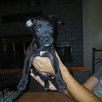 Xena (pup) -  Belgian Shepherd Malinois and Mixed Breed Dog for Adoption in Overland Park, Kansas - Xena (pup) | PetCurious