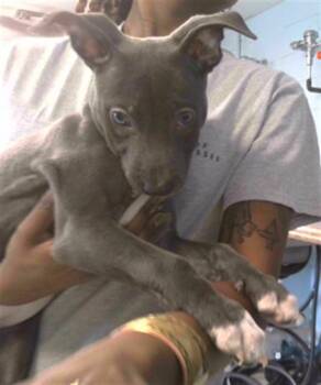 American Staffordshire Terrier and Mixed Breed Dogs Available for Adoption - ROYALTY | PetCurious