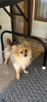 Eryn -  Pomeranian Dog for Adoption in Texarkana, Texas - Eryn | PetCurious