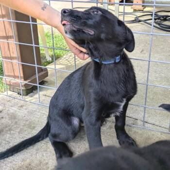 Crux -  Golden Retriever and Australian Cattle Dog Blue Heeler Dog for Adoption in Rochester, Minnesota - Crux | PetCurious