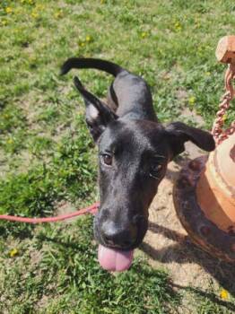 Green Bean -  Labrador Retriever and Mixed Breed Dog Available for Adoption in Scottsbluff, Nebraska - Green Bean | PetCurious