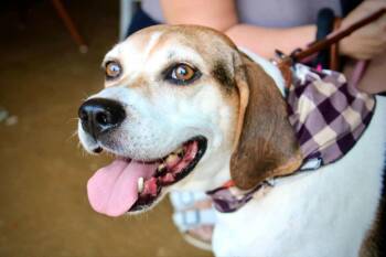 Peaches (foster needed) -  Hound Dog for Adoption in Westwood, New Jersey - Peaches (foster Needed) | PetCurious