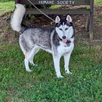 Echo -  Husky Dog for Adoption in Maynardville, Tennessee - Echo | PetCurious