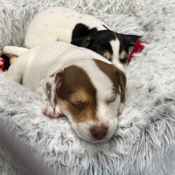 Rescue Jack Russell Terrier Dogs for Adoption in Falls Church, Virginia - Thanksgiving Pup: Sprout | PetCurious