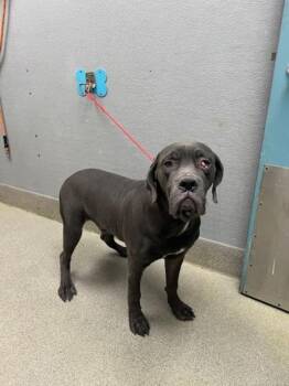 Rescue Cane Corso Dogs for Adoption in Las Vegas, Nevada - SENSEI | PetCurious