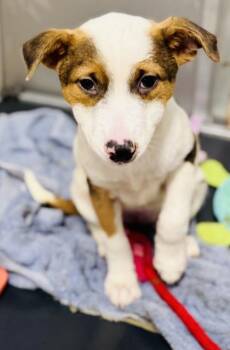 Mixed Breed Dogs Available for Adoption - Lesley | PetCurious