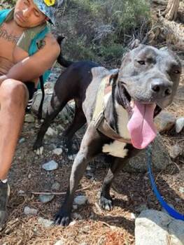 Rescue Black Labrador Retriever Dogs for Adoption in Hermosa Beach, California - Stunning #lab Nash | PetCurious