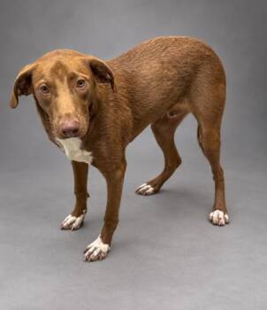 Draco -  Retriever and Mixed Breed Dog for Adoption in Bowling Green, Kentucky - Draco | PetCurious