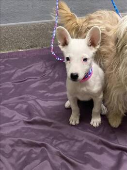 ANGEL BABY -  German Shepherd Dog Dog for Adoption in Las Vegas, Nevada - ANGEL BABY | PetCurious
