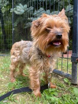 Nigel -  Yorkshire Terrier Dog for Adoption in Fall River, Massachusetts - Nigel | PetCurious