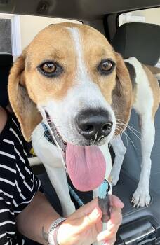 Beagle Dogs Available for Adoption in Valrico, Florida - Rosy | PetCurious