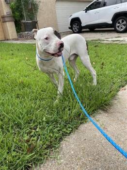 A659143 -  Pit Bull Terrier Dog for Adoption in Houston, Texas - A659143 | PetCurious