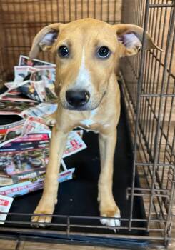 Monica -  Mixed Breed Dog for Adoption in Lawrenceburg, Tennessee - Monica | PetCurious