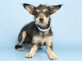 Cairn Terrier Dogs Available for Adoption in Phoenix, Arizona - CHAMPY | PetCurious