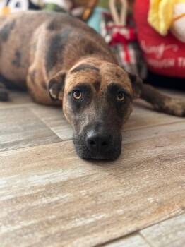 Catahoula Leopard Dog Dogs Available for Adoption in Alexandria, Louisiana - Hammie | PetCurious