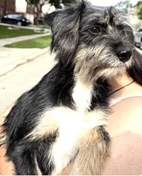Schnauzer and Mixed Breed Dogs Available for Adoption in Houston, Texas - A655076 | PetCurious