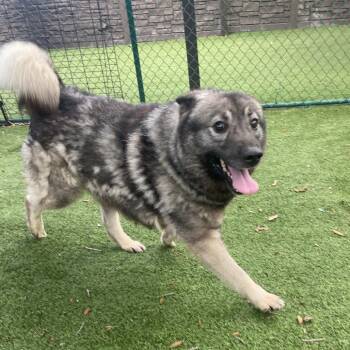 Turtle 1120 -  Norwegian Elkhound Dog for Adoption in Loxahatchee Groves, Florida - Turtle 1120 | PetCurious