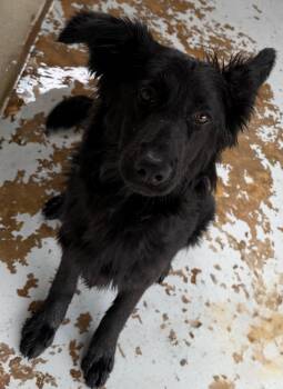 Rescue German Shepherd Dog and Labrador Retriever Dogs for Adoption in Vicksburg, Mississippi - Zadie | PetCurious