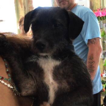 Bonjovie -  Terrier Dog for Adoption in New Orleans, Louisiana - Bonjovie | PetCurious