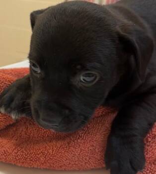 Pit Bull Terrier Dogs Available for Adoption in Elizabethton, Tennessee - FREYA | PetCurious