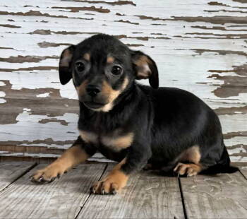 Rescue Chihuahua Dogs for Adoption in Helotes, Texas - Tortuga | PetCurious