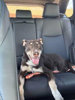 Bliss -  Mixed Breed Dog for Adoption in Huntsville, Alabama - Bliss | PetCurious