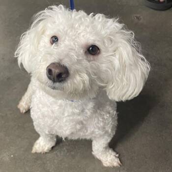 Poodle and Mixed Breed Dogs Available for Adoption - Romeo | PetCurious